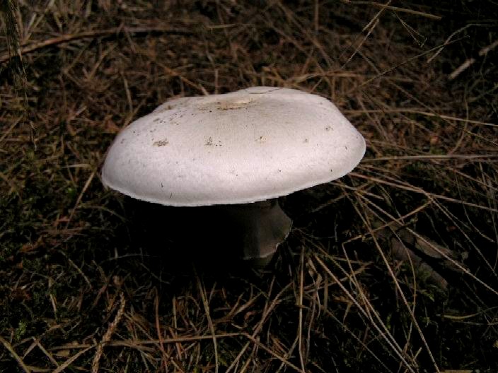 Knollenblätterpilz