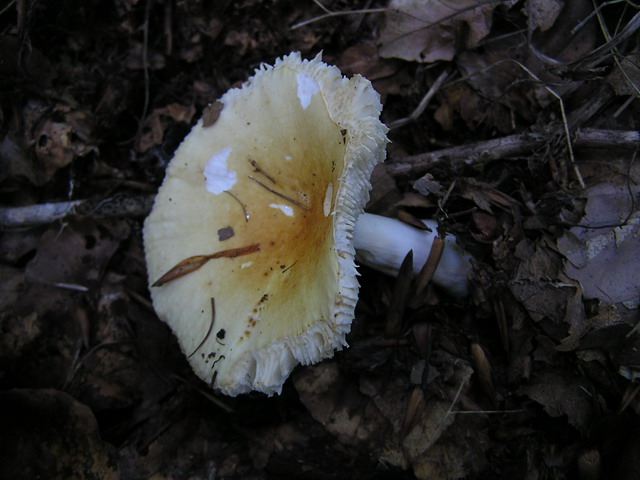 Knollenblätterpilz