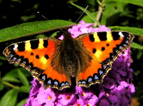 Insekten