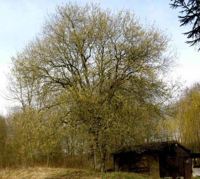 Baum