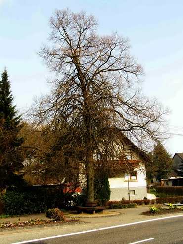Backsteinhaus

altes Backsteingebäude in ähnlichem Bau-

stil wie die ehemalige Schule

-> 

am Rande eines Vorgartens 

steht ein Kruzifix
Hauptstr.