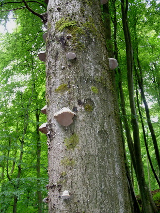 Holzbachschlucht