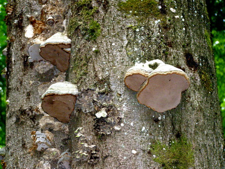 Holzbachschlucht