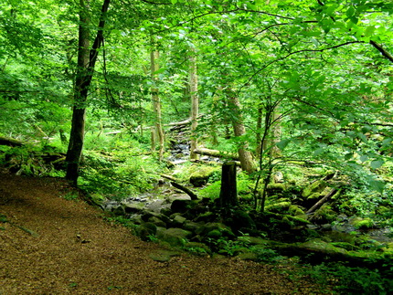 Holzbachschlucht