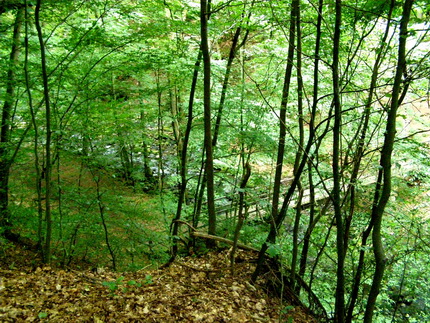 Holzbachschlucht