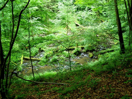 Holzbachschlucht