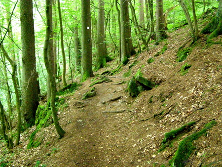 Holzbachschlucht