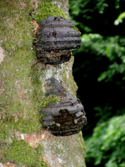 Holzbachschlucht