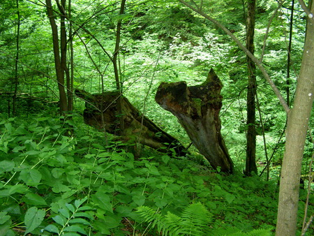 Holzbachschlucht