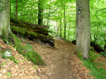 Holzbachschlucht