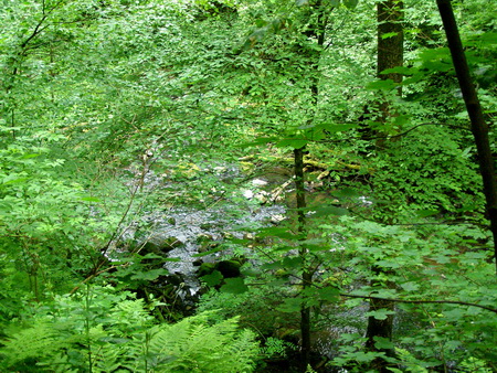 Holzbachschlucht